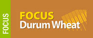 Focus Grano Duro