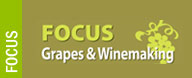 Focus Uva Vino